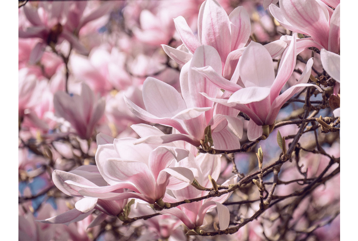 Фотообои «Цветущие ветки дерева магнолии»