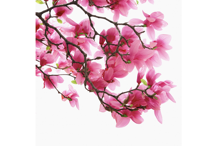 Фотообои «Раскидистые ветки магнолии на белом фоне»