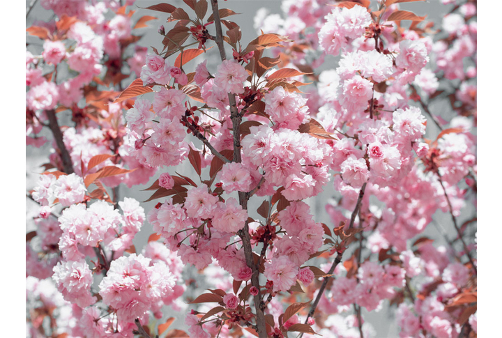 Фотообои «Цветы сакуры на ветках»