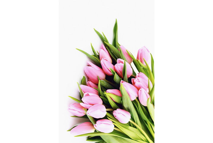 Фотообои «Розовые тюльпаны в букете»