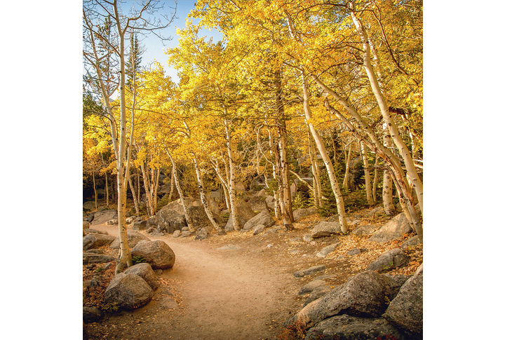 Фотообои «Дорога через осенний берёзовый лес»