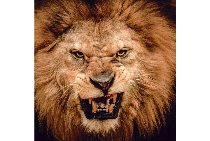 Фотообои «Лев крупным планом»