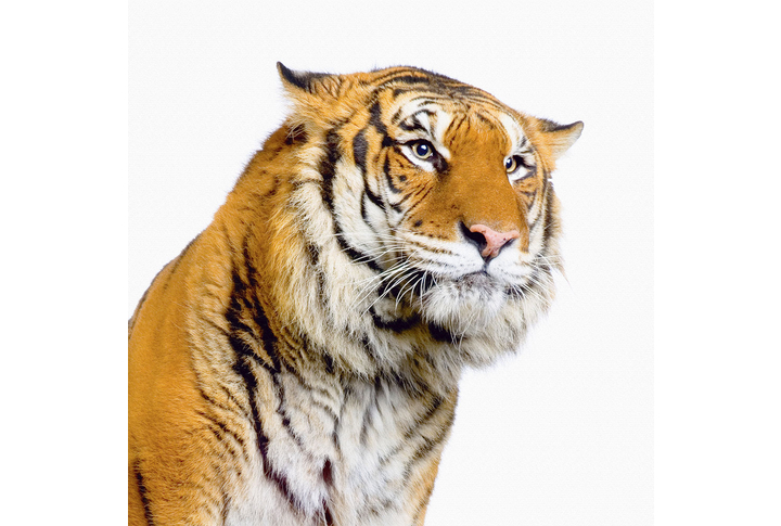 Фотообои «Тигр на светлом фоне»