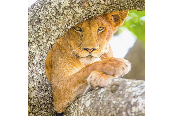 Фотообои «Львица на дереве»