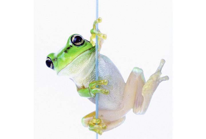 Фотообои «Лягушка на светлом фоне»