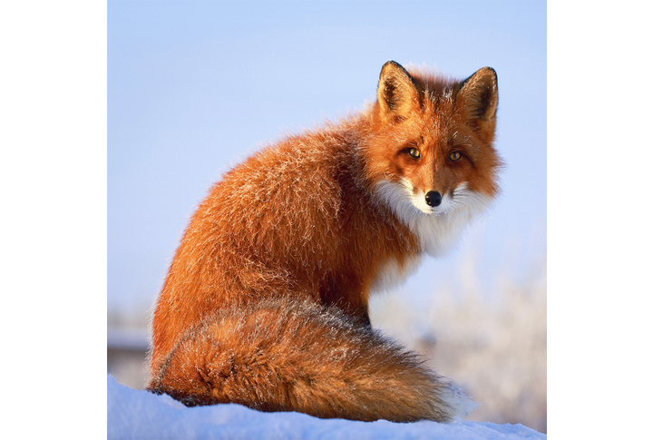 Фотообои «Рыжая лиса на снегу»