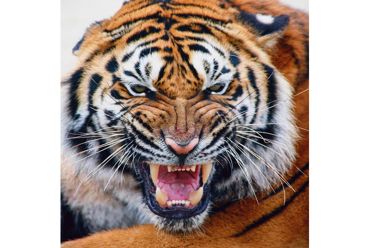 Фотообои «Рычащий тигр»