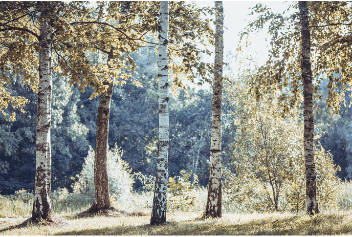 Фотообои «Березовый лес в осенних красках»