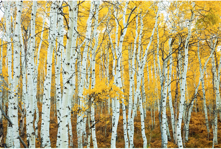 Фотообои «Березы, осенний лес»