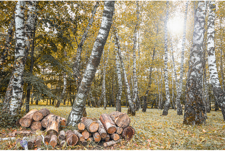 Фотообои «Березовый лес в солнечном свете»