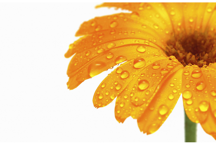 Фотообои «Гербера в каплях воды»