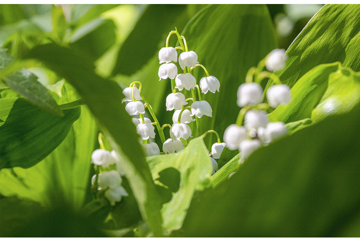 Фотообои «Цветы ландыша в листве»