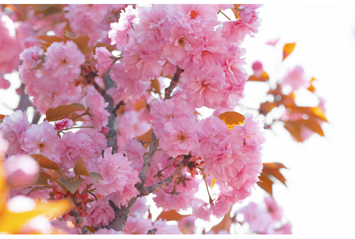 Фотообои «Ветка розовой сакуры весной»