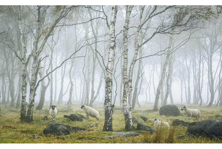 Фотообои «Овечки в туманном березовом лесу»