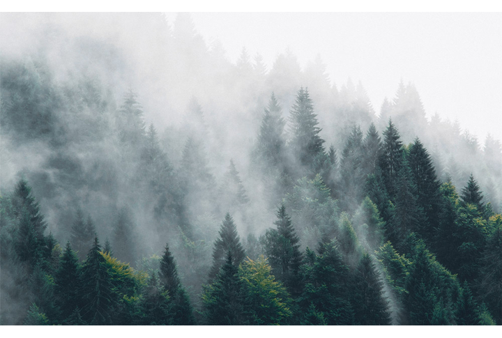 Фотообои «Темный лес в тумане»