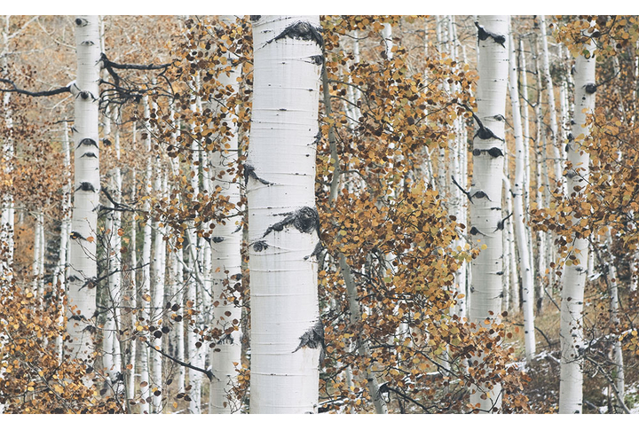 Фотообои «Березовый лес осенью»