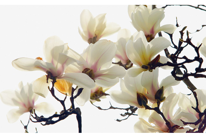 Фотообои «Цветущие ветки белой магнолии»