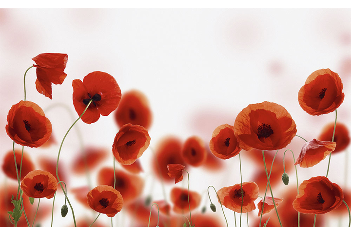 Фотообои «Красные маки на светлом фоне»