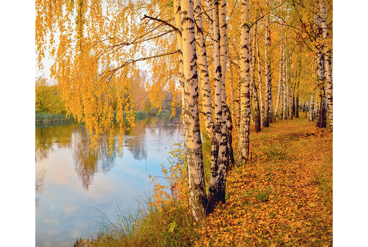 Фотообои «Березовая роща вдоль осенней реки»