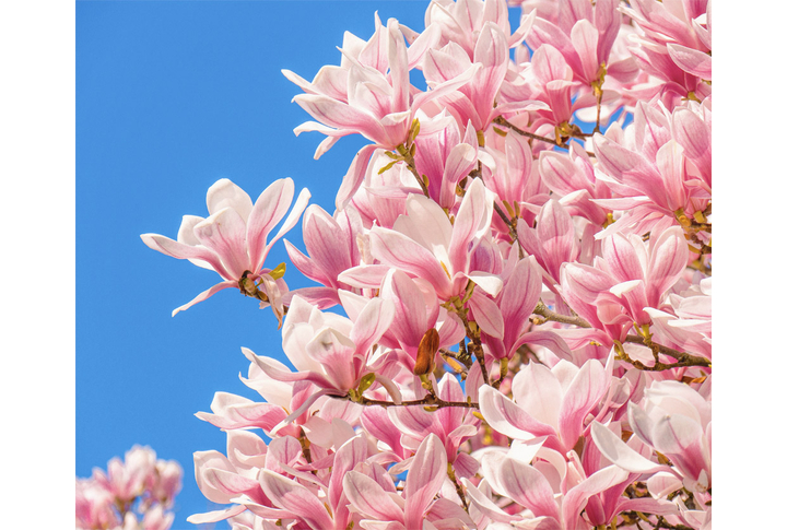 Фотообои «Сиреневая магнолия на ветках»