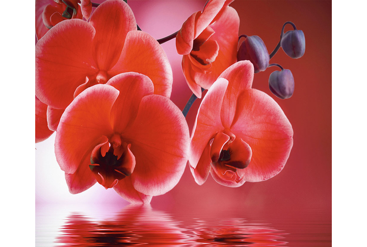 Фотообои «Красные орхидеи над водой»