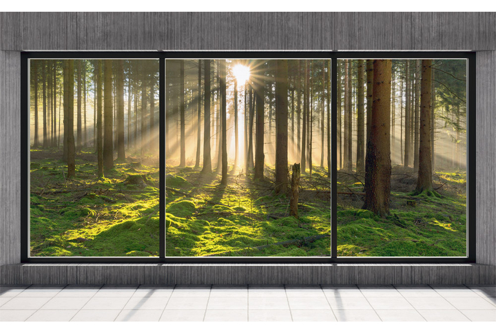 Фотообои «Окно Утро в сосновом лесу»