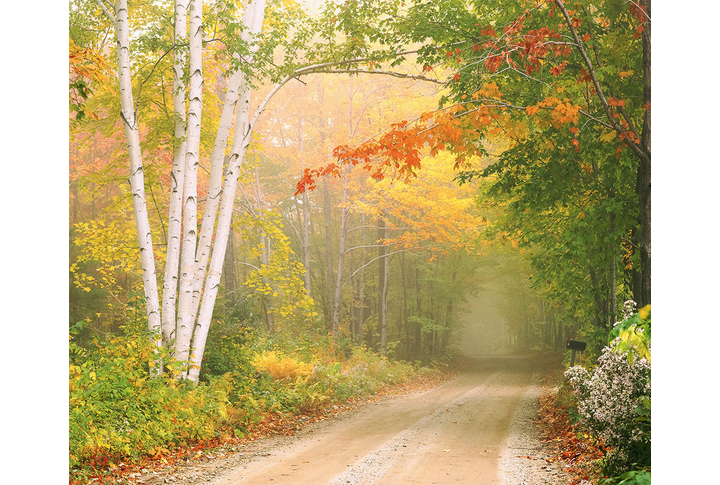 Фотообои «Тропинка в березовом лесу с осенним туманом»