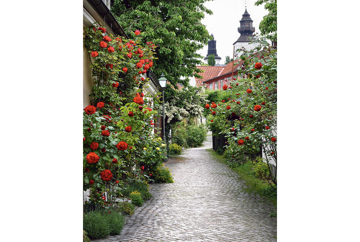 Фотообои «Улочка старого города с розами»
