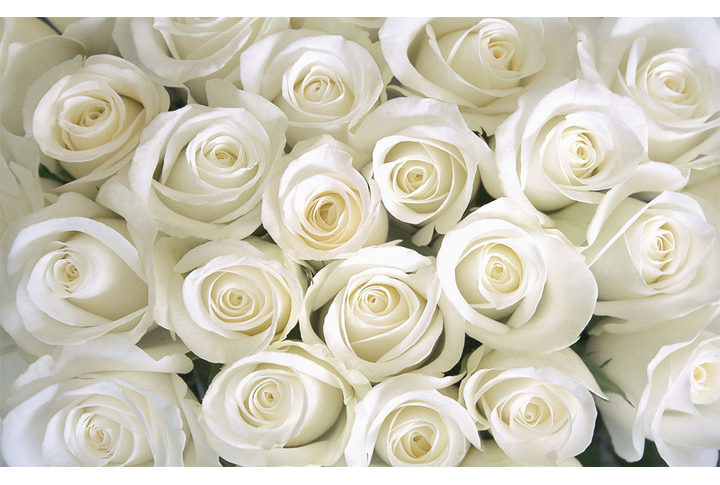 Фотообои «Белые розы крупным вланом»