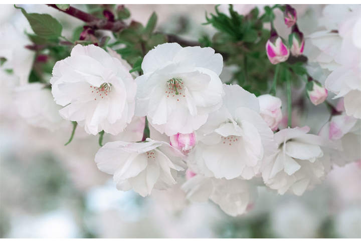Фотообои «Нежность белой сакуры»
