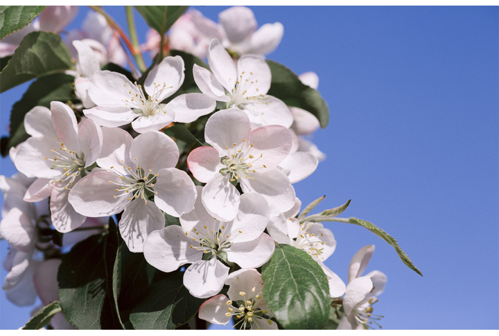 Фотообои «Большие цветы яблони»