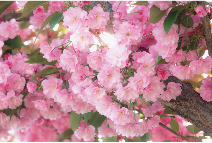 Фотообои «Цветки розовой сакуры на солнце»