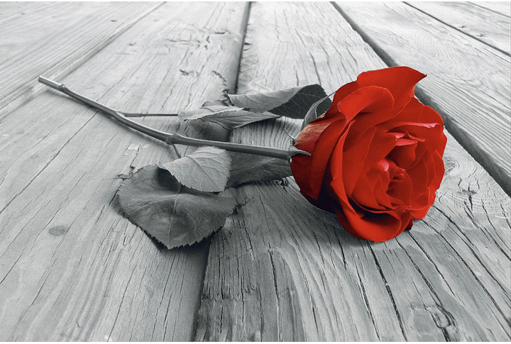Фотообои «Роза в красных и черно-белых тонах»