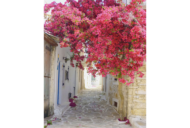 Фотообои «Цветущее дерево на старой улице»