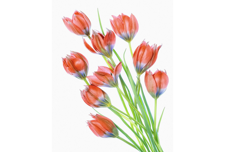 Фотообои «Тюльпаны красные»