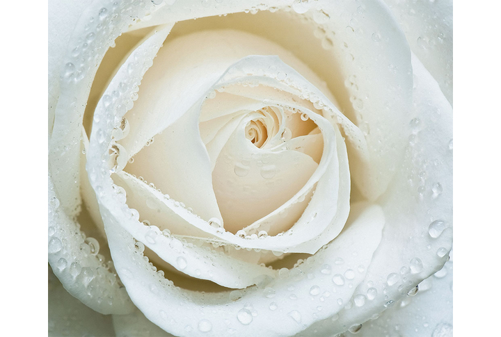 Фотообои «Большой бутон белой розы в каплях»