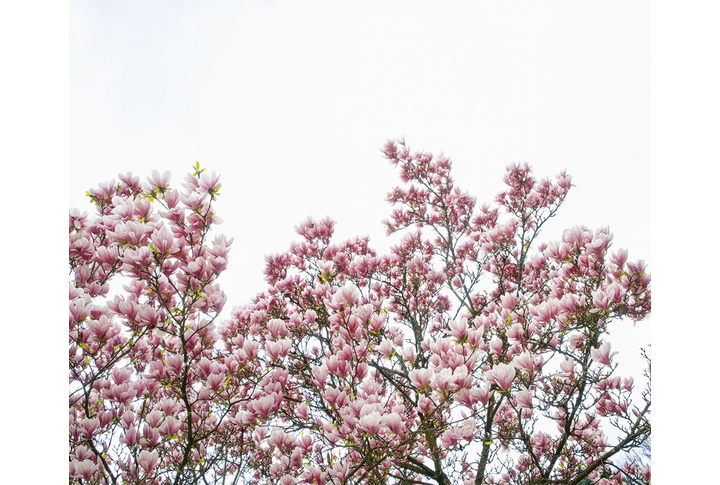 Фотообои «Ветки цветущей магнолии»