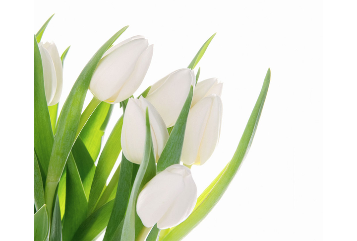 Фотообои «Белоснежные тюльпаны»