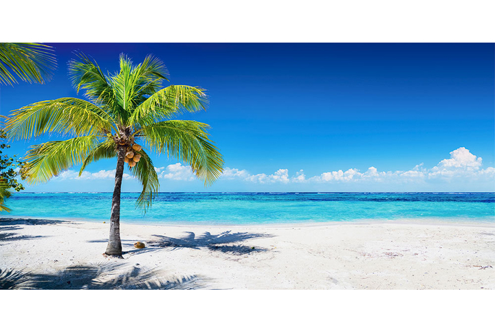Фотообои «Панорама с пальмой у моря»