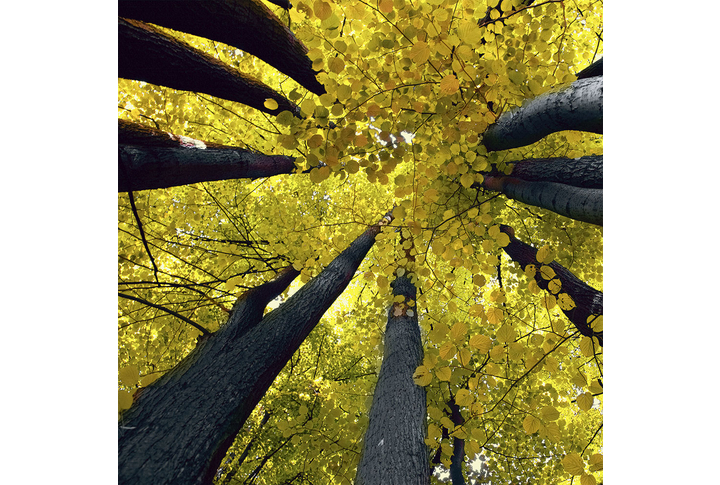 Фотообои «Кроны осенних деревьев»