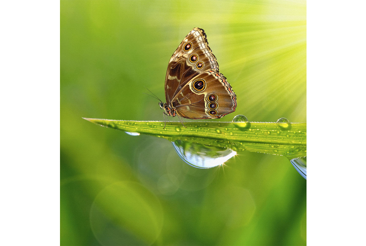 Фотообои «Бабочка на травинке»