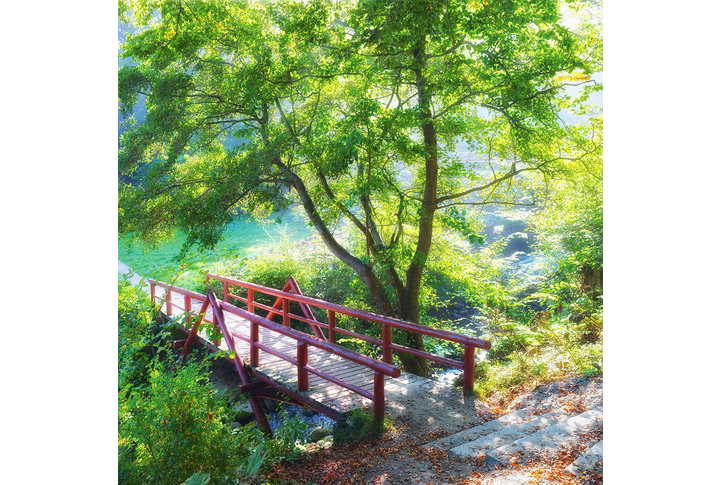 Фотообои «Зеленое дерево у мостика»