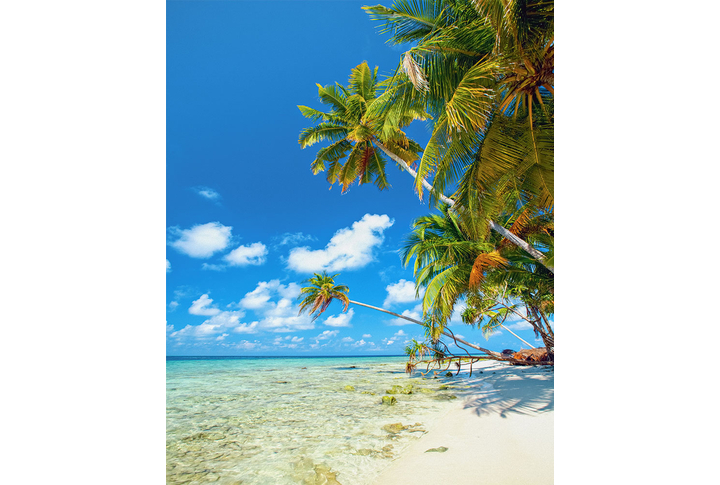 Фотообои «Пальмы на берегу моря»