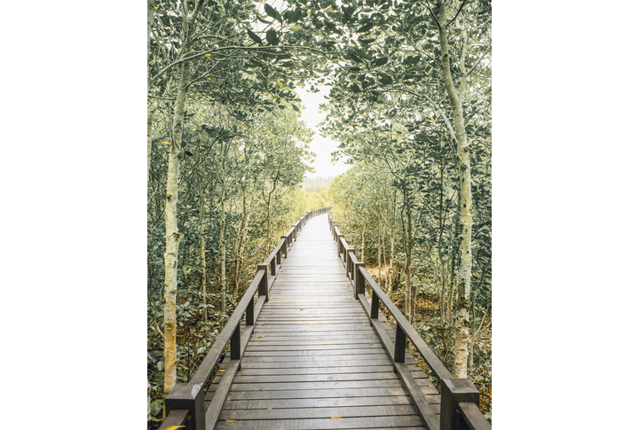 Фотообои «Деревянная тропинка через лес»