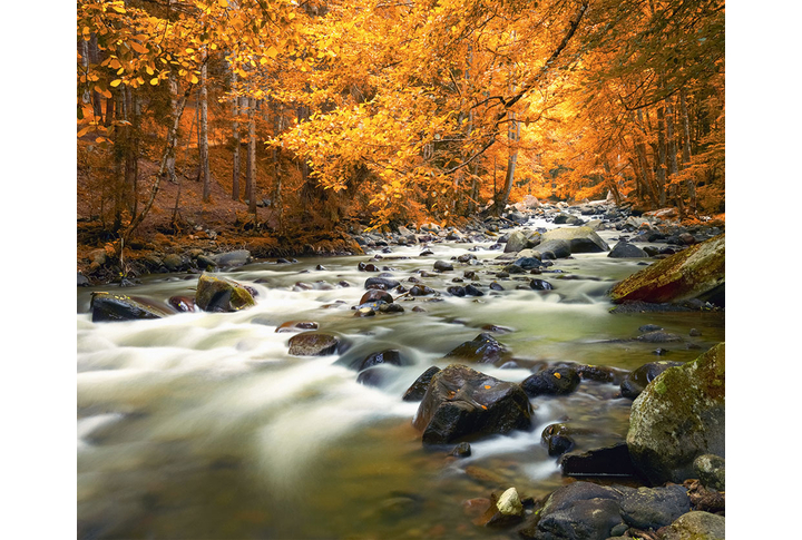Фотообои «Бурная река в осеннем лесу»