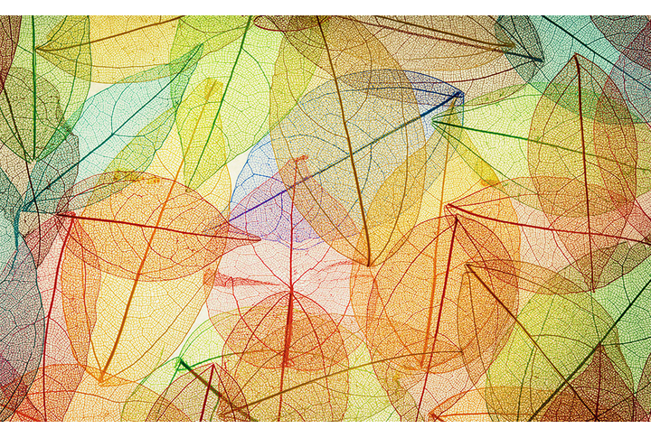 Фотообои «Цветные осенние листья»