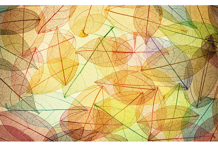 Фотообои «Осенние листья прозрачные»