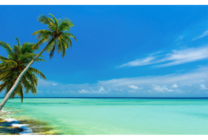 Фотообои «Бирюзовый морской пейзаж с пальмами»