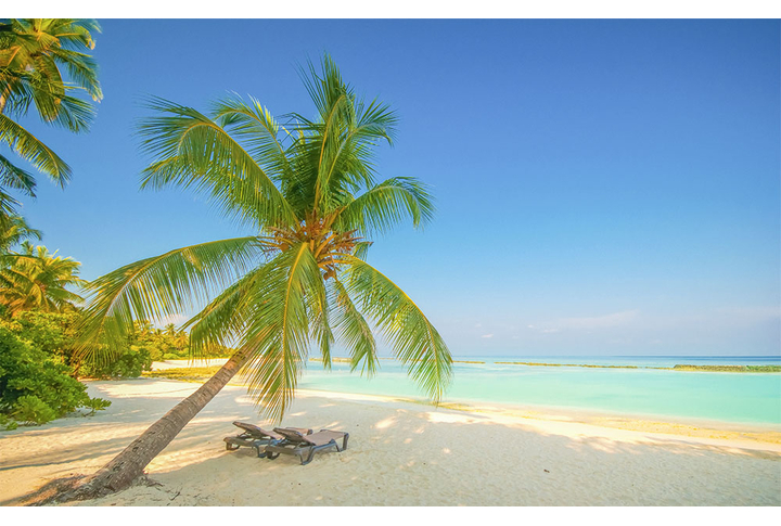 Фотообои «Пальмы на песчаном берегу моря»