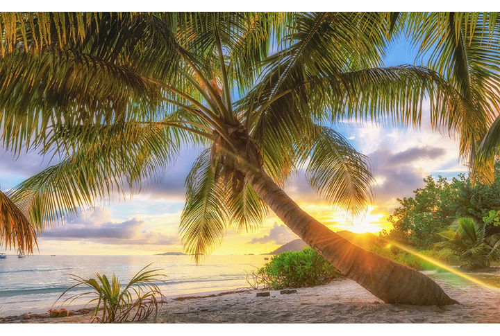 Фотообои «Пальма в свете заката на морском берегу»